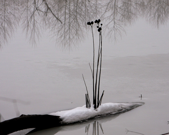 Winter stillness at Foxwalk Farm, Green Spring